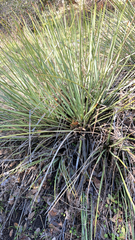 Yucca glauca