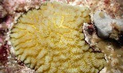 Leptoria phrygia
