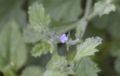 Verbena canescens