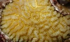 Leptoria phrygia