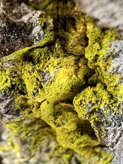 Chrysothrix xanthina