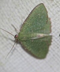 Eucyclodes metaspila