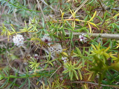 Cuscuta epithymum