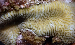 Leptoria phrygia