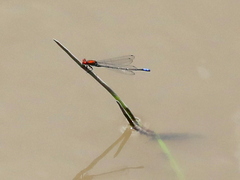Pseudagrion massaicum