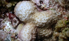 Cyphastrea serailia