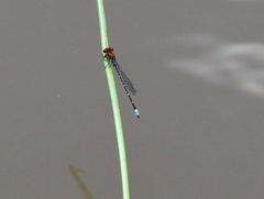 Pseudagrion massaicum