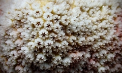 Cyphastrea chalcidicum