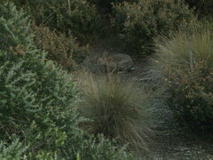 Oryctolagus cuniculus cuniculus