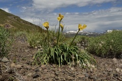 Zephyranthes araucana