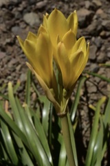 Zephyranthes araucana
