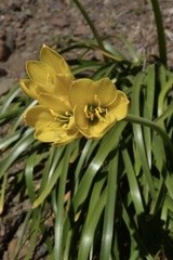 Zephyranthes araucana
