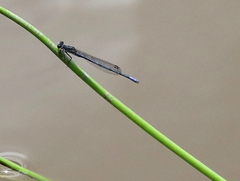 Pseudagrion draconis