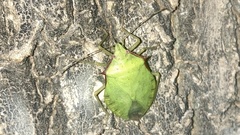 Chlorocoris distinctus
