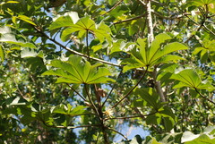 Cecropia peltata