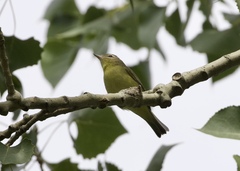 Vireo philadelphicus
