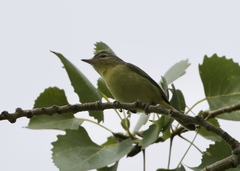 Vireo philadelphicus
