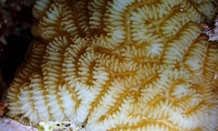 Leptoria phrygia