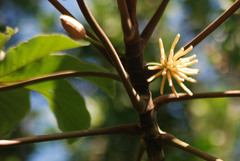 Cecropia peltata