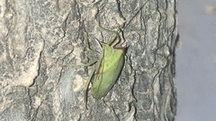 Chlorocoris distinctus
