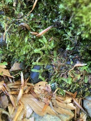 Saccogyna viticulosa