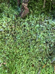 Saccogyna viticulosa