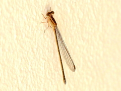 Pseudagrion draconis