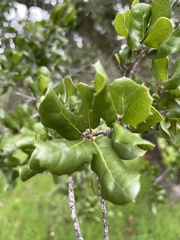 Quercus durata