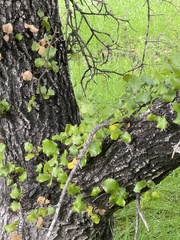 Quercus durata