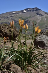 Zephyranthes araucana