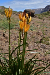 Zephyranthes araucana
