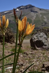 Zephyranthes araucana
