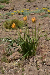 Zephyranthes araucana