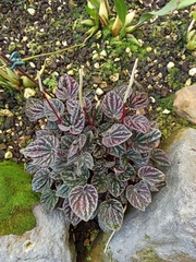 Peperomia caperata