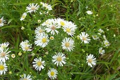 Symphyotrichum × salignum