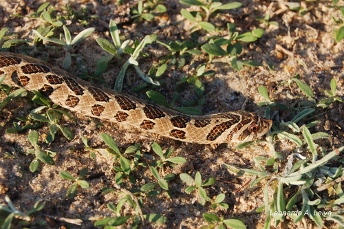 Photo of a South American Hognose Snake (Xenodon dorbignyi)