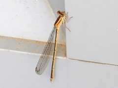 Pseudagrion draconis