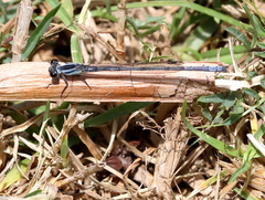 Pseudagrion draconis