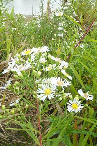 Symphyotrichum × salignum, photograph 2