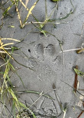 Urocyon cinereoargenteus