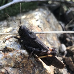 Bryodemella