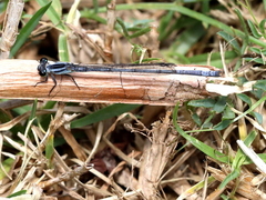 Pseudagrion draconis