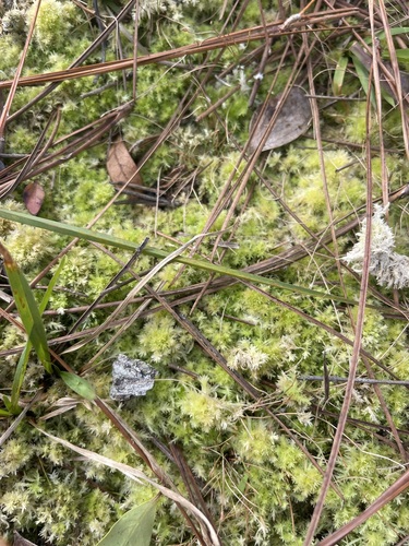 Image of Sphagnum strictum by (c) Brandon Corder, some rights reserved (CC BY)