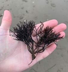 Furcellaria lumbricalis