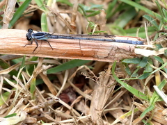 Pseudagrion draconis