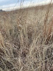 Bouteloua curtipendula