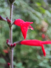 Salvia elegans