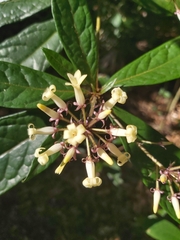 Pittosporum rubiginosum