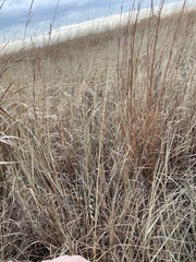 Bouteloua curtipendula