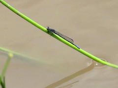 Pseudagrion draconis